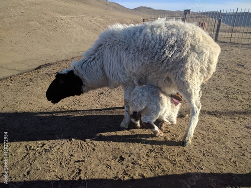 Sheep and its young, Mongolia