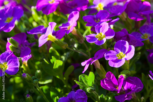 Aubrieta hybrida violet Obrieta