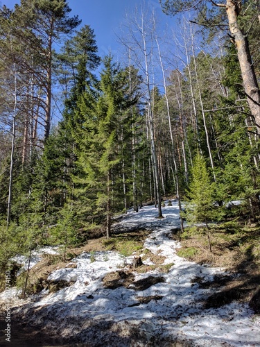 Pine Trees, Krasnoyarsk