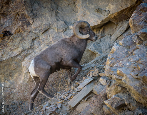 Colorado Rocky Mountain Bighorn Sheep