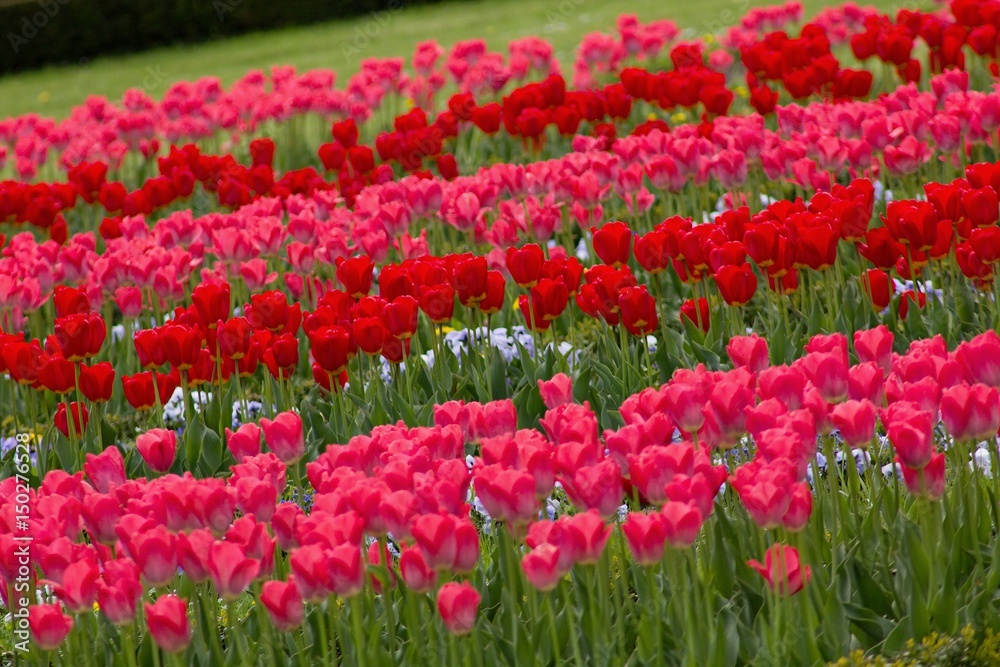 Reds tulip for background
