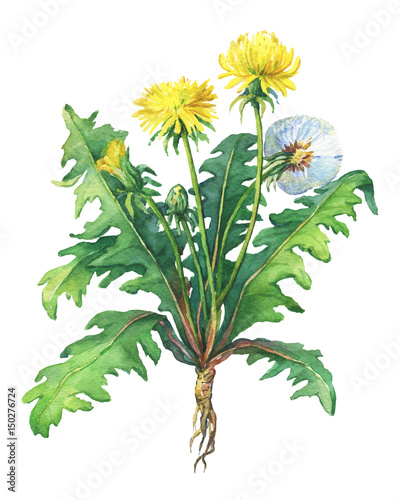 Foto Dandelion spring flowers (Taraxacum, blowball )