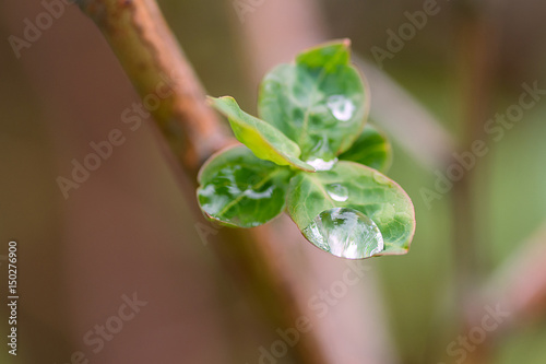 A drop after the rain on the young leaves of the plant