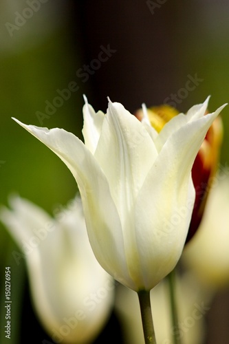 White tulip