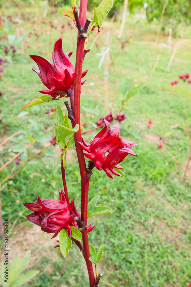 Red roselle collection in a vegetable farm