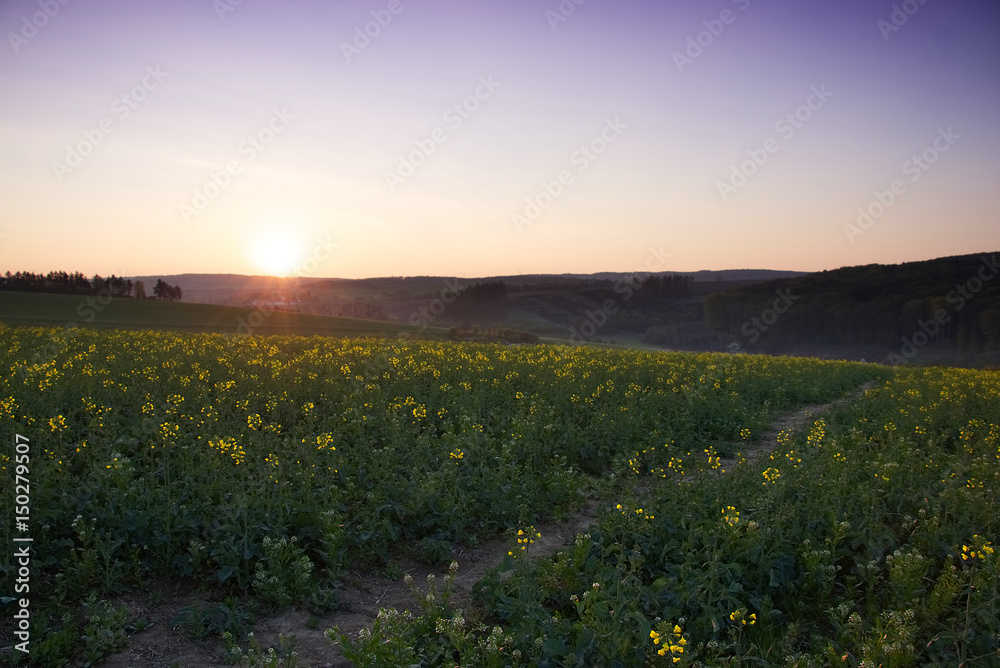 Yellow rape field in the countryside. Morning rising sun as a background. Focus on foreground field. 