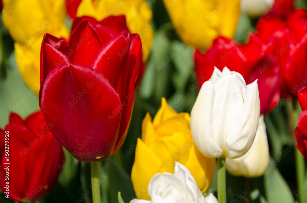 Fototapeta premium Tulip and spring flowers during the tulip festival