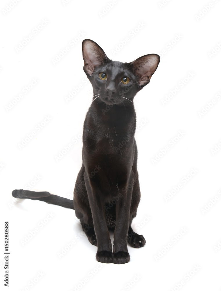 Black cat oriental