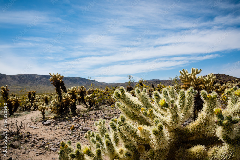 Cholla garden at Joshua Tree National Park. Cholla garden at Joshua Tree National Park.
