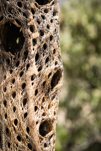 Skeletal remains of cholla cactus.