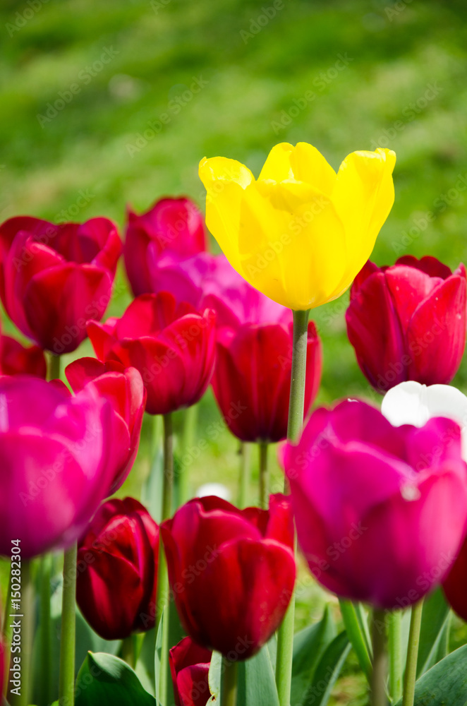 Tulip and spring flowers during the tulip festival Tulip and spring flowers during the tulip festival