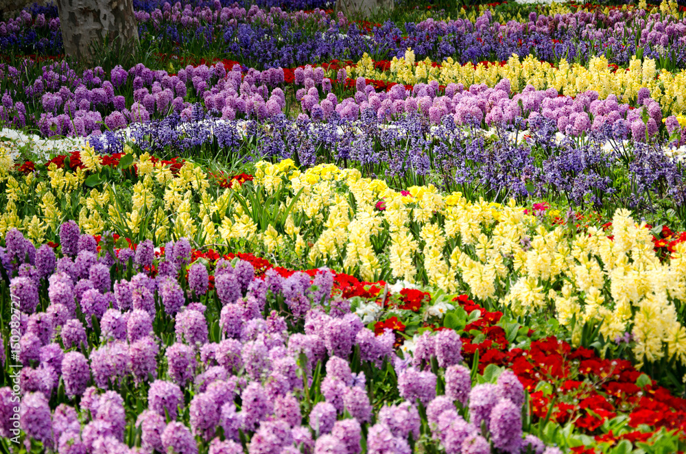 Tulip and spring flowers during the tulip festival