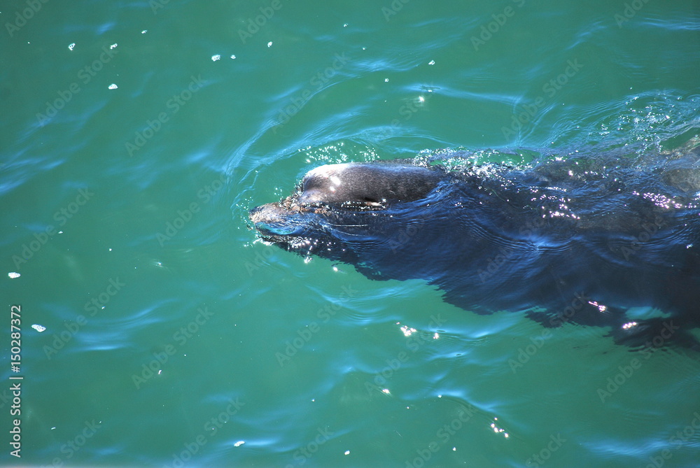 Obraz premium Baby seal swimming in the water outdoors.