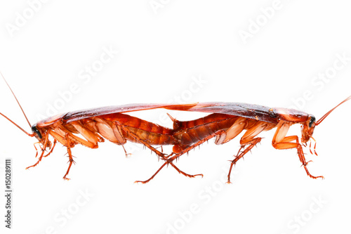 Cockroaches are breeding