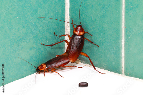 Cockroaches are breeding photo