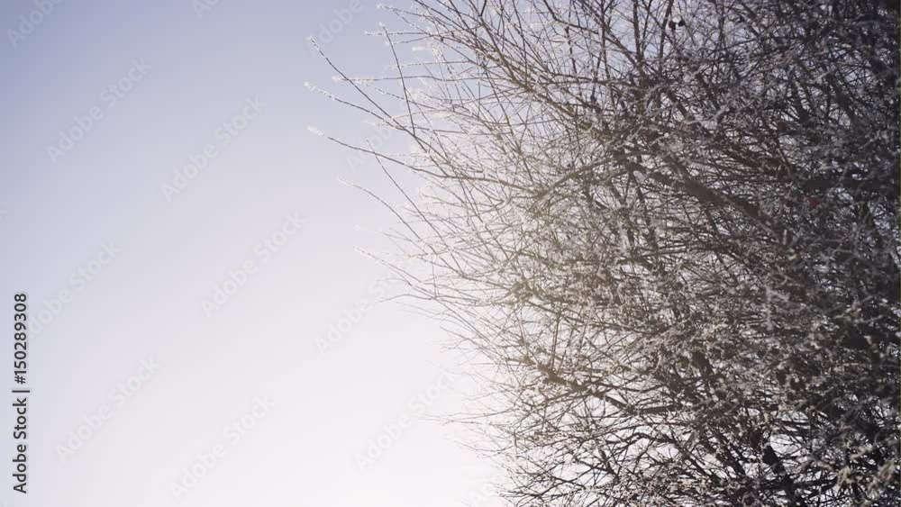 Winter snow branches of tree on a blue sky background Winter snow branches of tree on a blue sky background