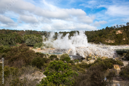 View of Te Puia geyser in Rotorua  New Zealand.