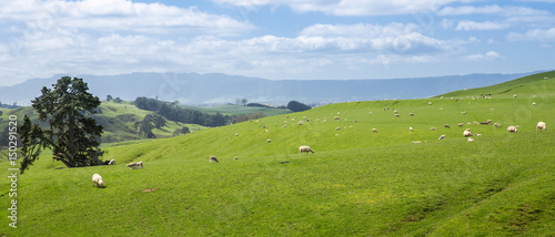View of green hills in New Zealand.