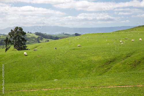 View of green hills in New Zealand.