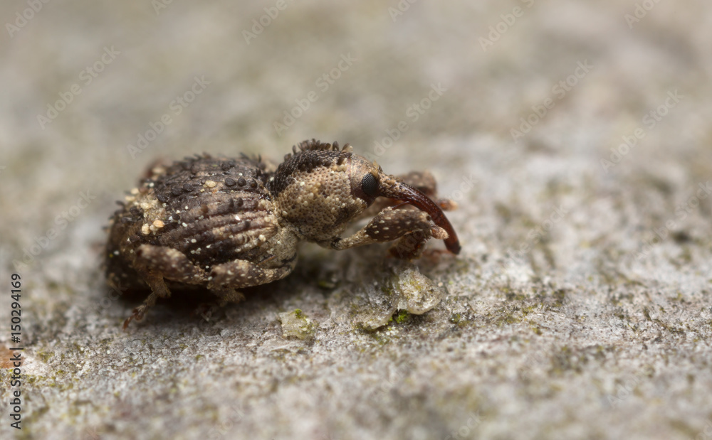 Weevil, Trachodes hispidus photographed with high magnification Weevil, Trachodes hispidus photographed with high magnification