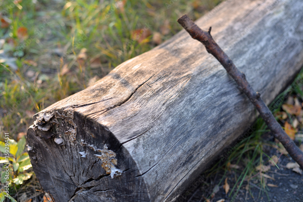 wooden log deforestation wooden log deforestation