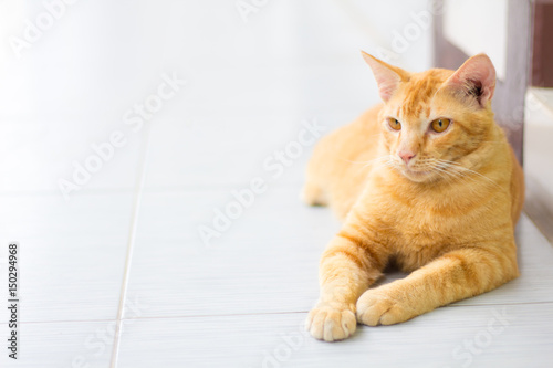 Abstract Siam cat sit on cement floor. Yellow cat sit on white floor.
