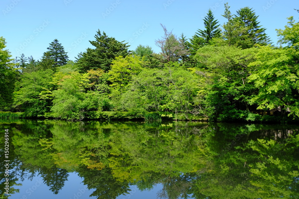 軽井沢　新緑の雲場池