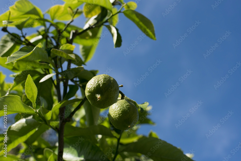 Obraz premium Not Quite Ripe Lemon Tree