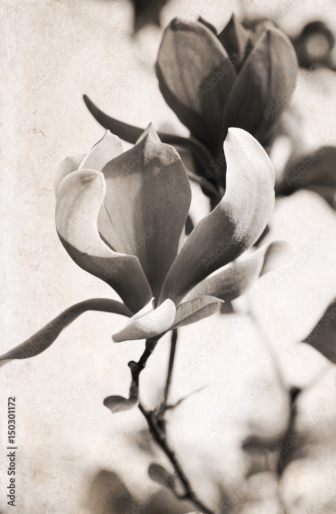 Fototapeta premium Artwork in retro style, magnolia