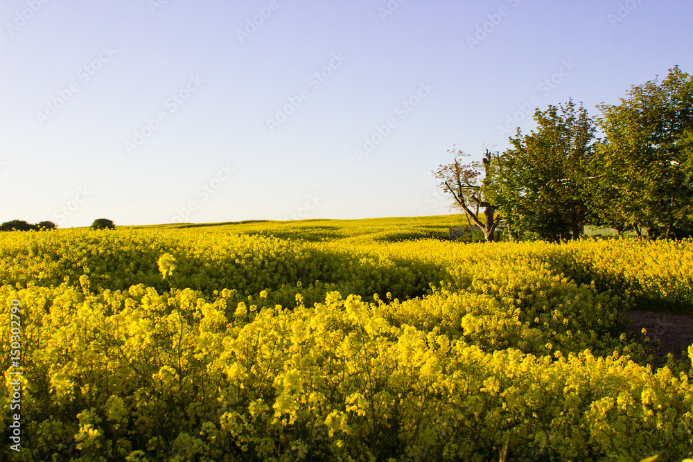 A field of Rapeseed on an Irish Farm with its bright yellow flower heads catches the soft evening sunlight with its dark shadows in early spring..