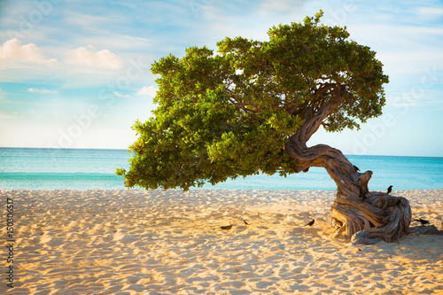Vászonkép Divi Divi tree on the beach of Aruba