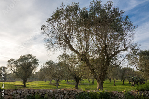 Olivenöl Farm in Squinzano