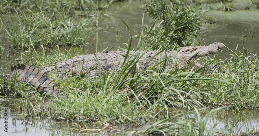 Nile Crocodile (Crocodylus niloticus) Resting in Shallow Water in Northern Tanzania Nile Crocodile (Crocodylus niloticus) Resting in Shallow Water in Northern Tanzania