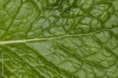 Spearmint fresh leave close up texture