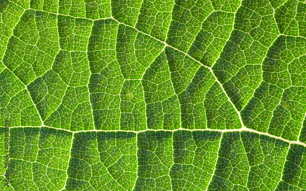 Leaf Leaf