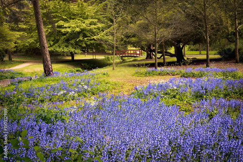 Fototapeta Naklejka Na Ścianę i Meble -  Carpet of bluebells near a bridge in Bournemouth Gardens