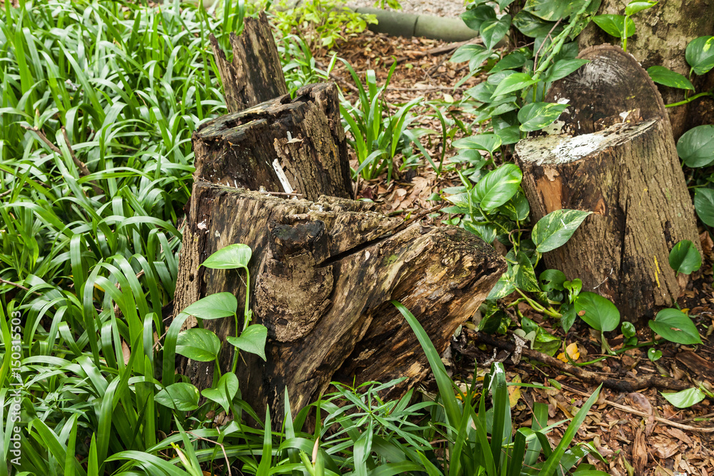 Obraz premium Detail trunk dead tree in the middle of vegetation