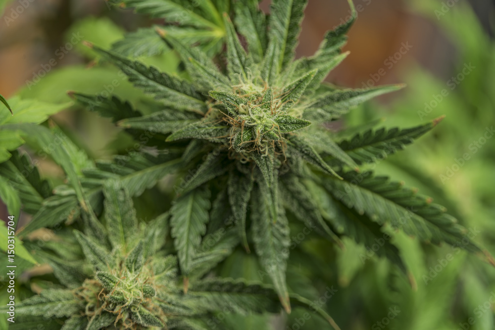 Bloom of aged marijuana flower Bloom of aged marijuana flower