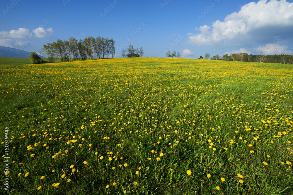Yellow blossoming dandelions on a meadow rising to the horizon lined with trees under a blue sky with white clouds