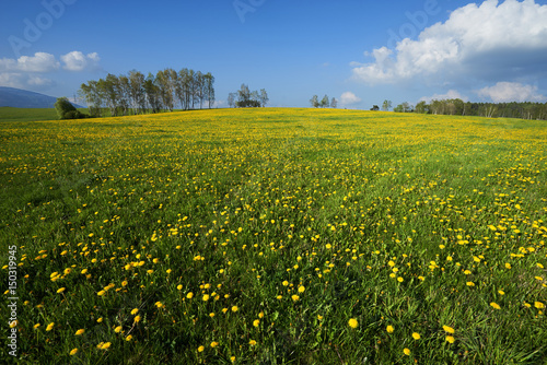 Yellow blossoming dandelions on a meadow rising to the horizon lined with trees under a blue sky with white clouds