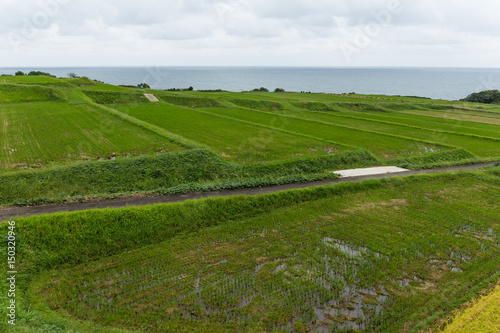 Fresh Rice farm