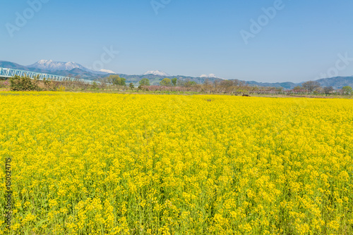 Rape blossoms