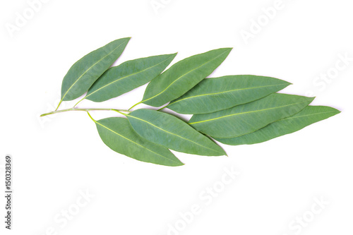 close up Eucalyptus leaves with flower on white background