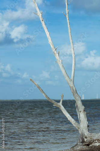 Driftwood on Beach at Sigsbee Key West Florida © Sandra G Arts Photos