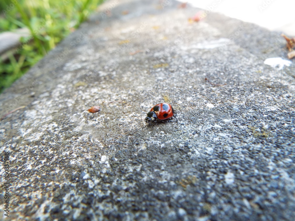 ナナホシテントウ ladybug