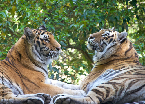 The tiger (Panthera tigris) is the largest cat species. Two tigers facing each other with trees in the background