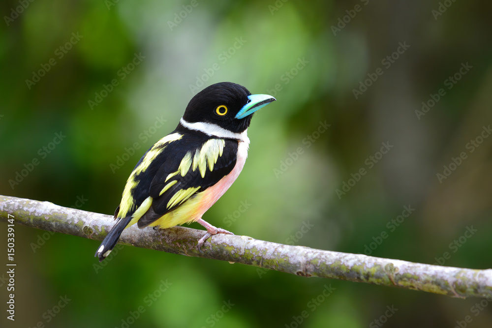 Black-and-Yellow Broadbill Bird