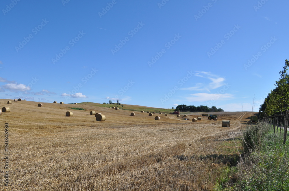 Erntezeit, Feld mit Strohballen,  Posewald auf Rügen