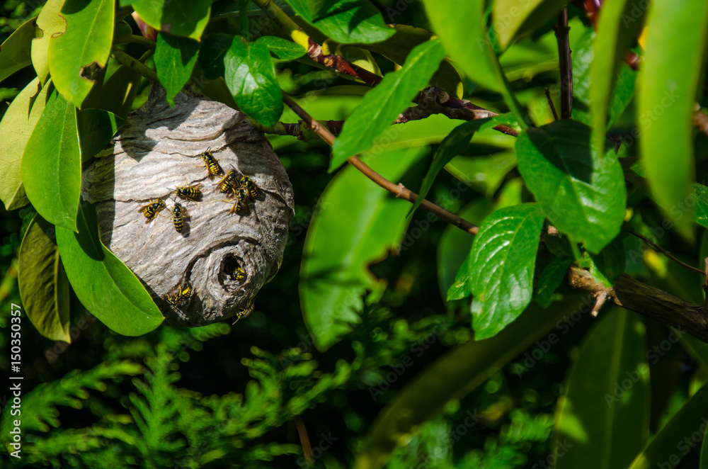 Obraz premium Paper wasp nest hanging from branch