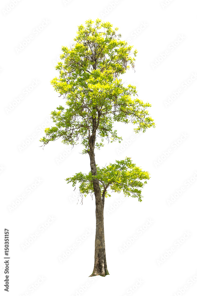 Fototapeta premium Beautiful big Tree isolated on white background